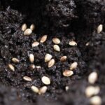 best soil types for cannabis cultivation to ensure healthy plants