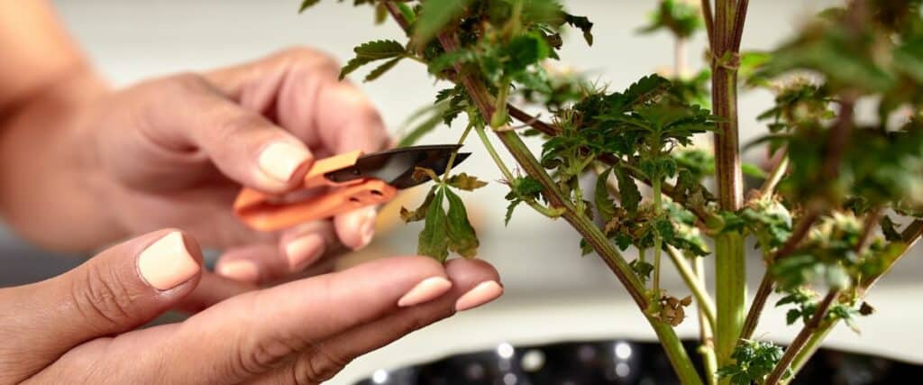 Best time to top weed plants to maximize growth and yields