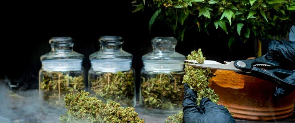 perfect pruning with cannabis trimming scissors