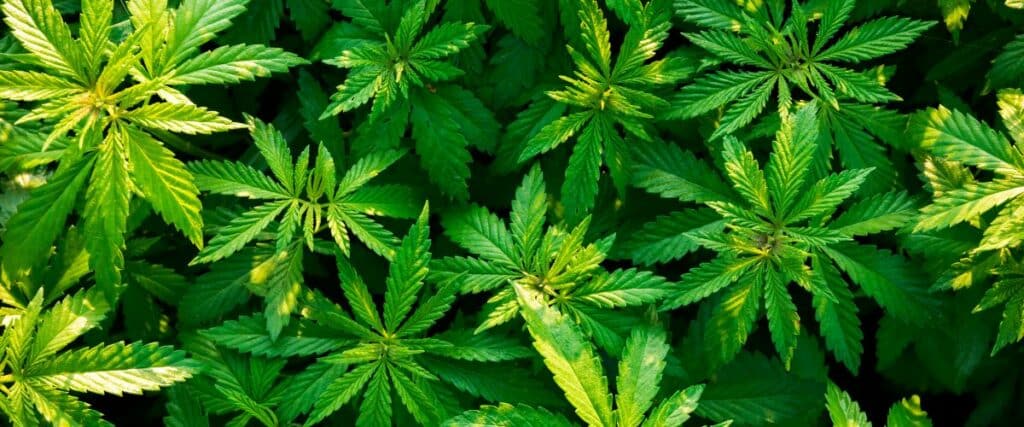 beauty of variegated cannabis plants