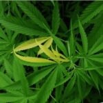 how variegated cannabis plants are cultivated