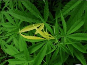 how variegated cannabis plants are cultivated