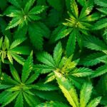 how to identify and treat yellow spots on cannabis leaves