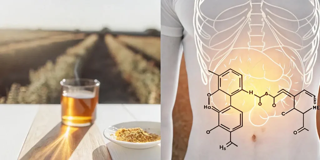 Young cannabis plants under grow lights with visible phosphorus nutrient source.