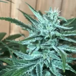 70-30 Indica Dominant Strains