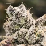 Macro shot of frosty Blackberry Moonstones Auto cannabis buds covered in trichomes with deep purple highlights.