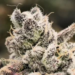 Macro shot of frosty Blackberry Moonstones Auto cannabis buds covered in trichomes with deep purple highlights.