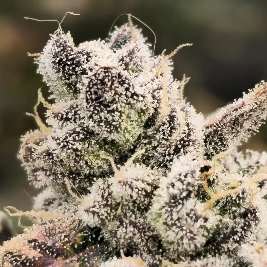 Macro shot of frosty Blackberry Moonstones Auto cannabis buds covered in trichomes with deep purple highlights.