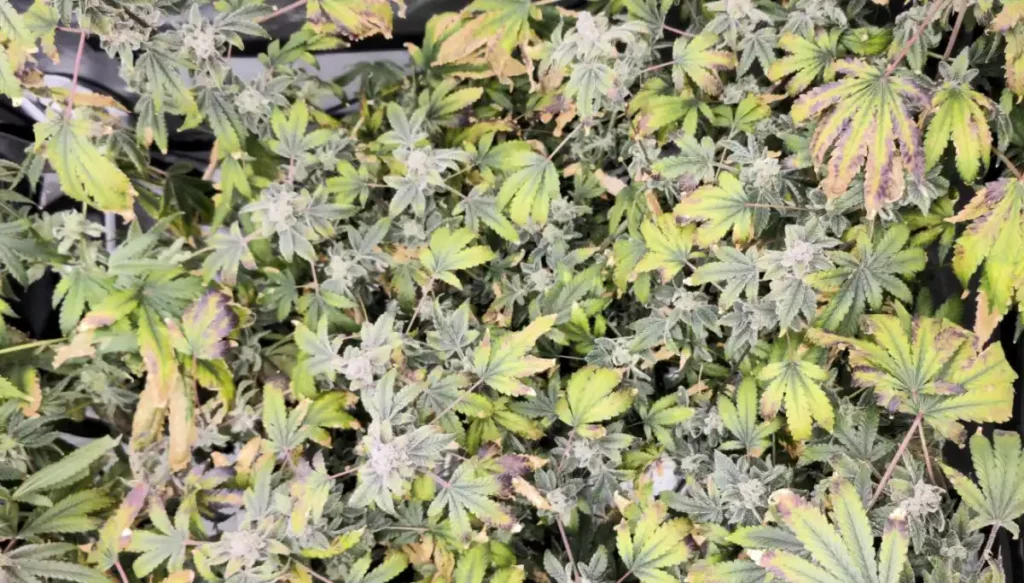 Close-up of a Blackberry Moonstones Auto cannabis plant showcasing its vibrant green and purple leaves with dense buds.