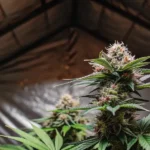 Hyper-realistic scene of a Bubble Gum autoflower cannabis plant with dense buds inside a reflective grow tent.