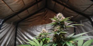 Hyper-realistic scene of a Bubble Gum autoflower cannabis plant with dense buds inside a reflective grow tent.