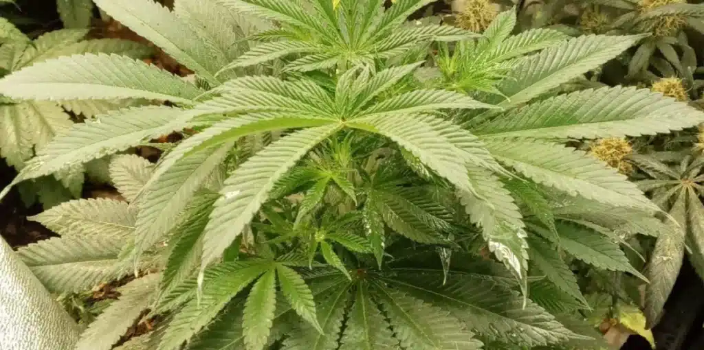 Close-up of CBanana cannabis plant with broad green leaves under indoor lighting
