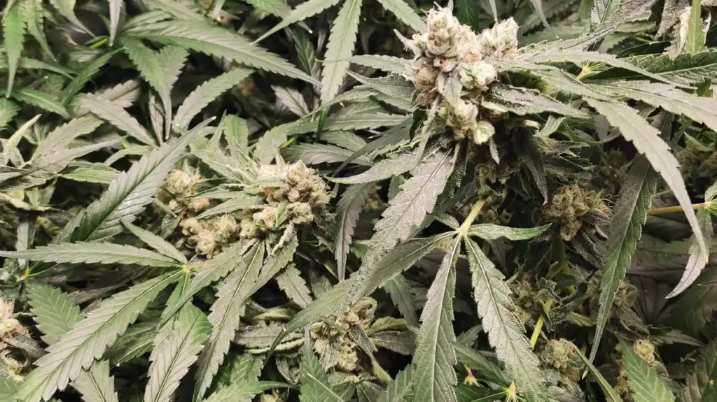 Top-down view of a healthy Critical Daddy Purple cannabis plant in mid-growth, with broad green leaves and excellent canopy coverage in a soil pot.