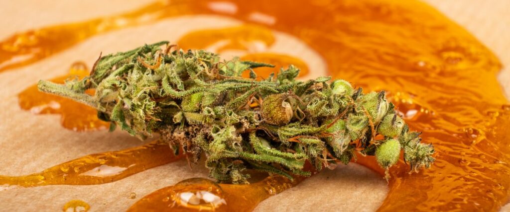 Cannabis flower laying on a bed of sticky cannabis oil