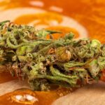 Cannabis flower laying on a bed of sticky cannabis oil