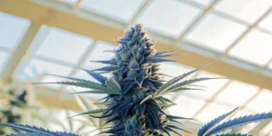 Hyper-realistic GSC x Gelato cannabis plant with dense, frosty purple and green buds under greenhouse light.