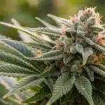 A close-up of a God Bud Regular flower showcasing its dense, frosty trichomes and rich, vibrant colors.