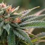 Close-up of a Harlequin Weed bud with unique patterns and frosty trichomes.