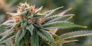 Close-up of a Harlequin Weed bud with unique patterns and frosty trichomes.