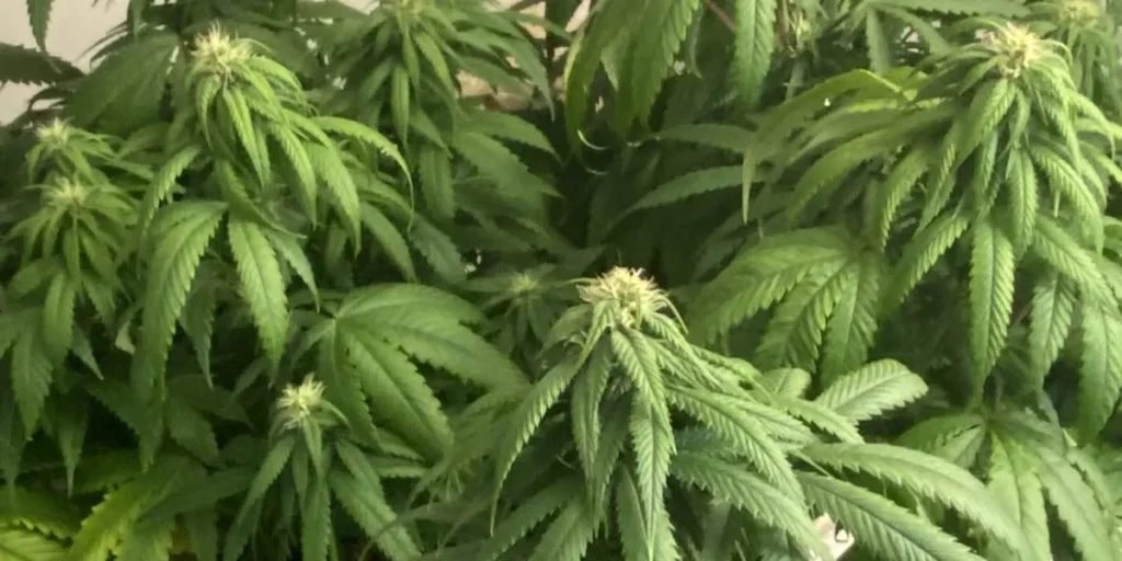 G-13 cannabis strain in early flowering stage under indoor growing conditions