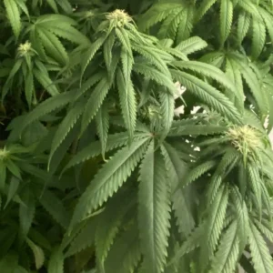 How to Grow G-13 Strain