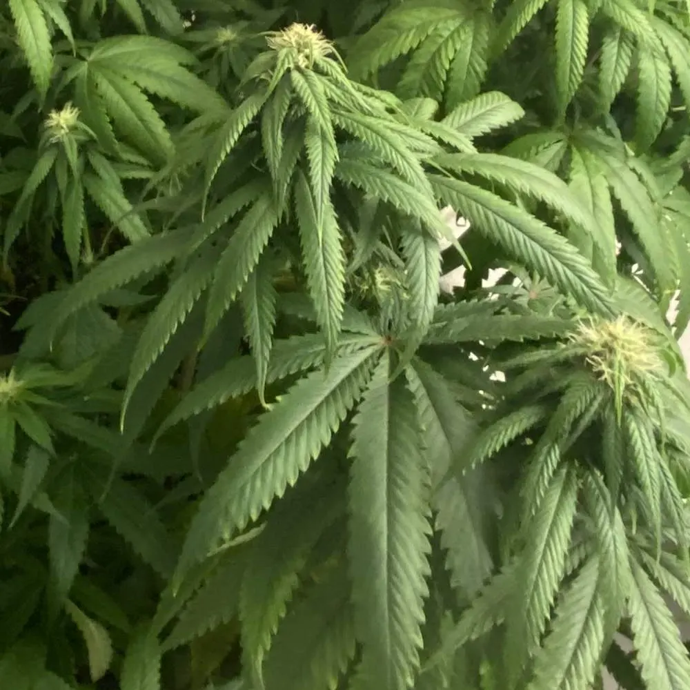 How to Grow G-13 Strain