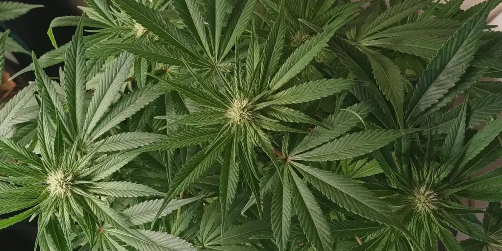 Overhead view of a dense canopy of GSC x Gelato cannabis plants with budding tops.