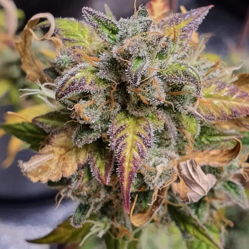 How to Grow Ghost OG Weed Strain