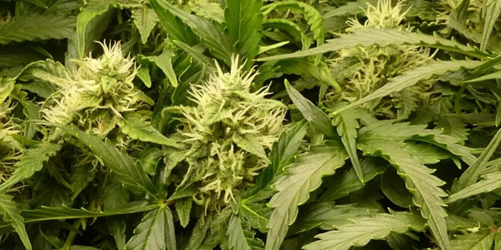 How to Grow Girl Scout Cookies Regular