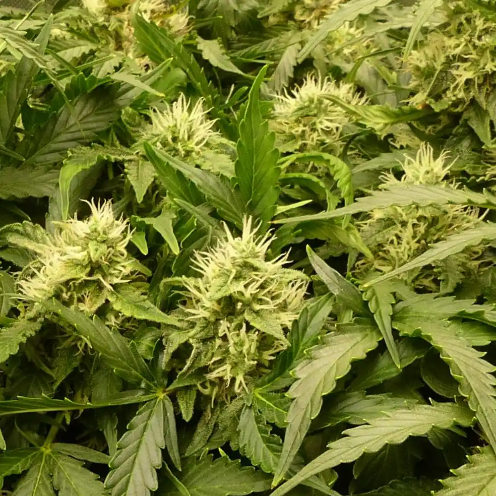 How to Grow Girl Scout Cookies Regular Strain