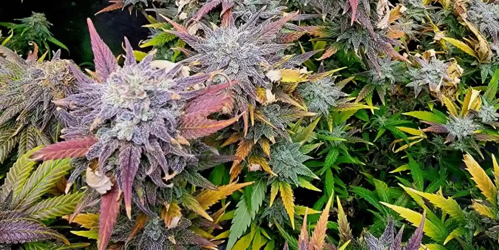 How to Grow Kosher Kush