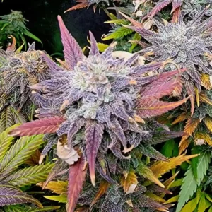 How to Grow Kosher Kush Strain
