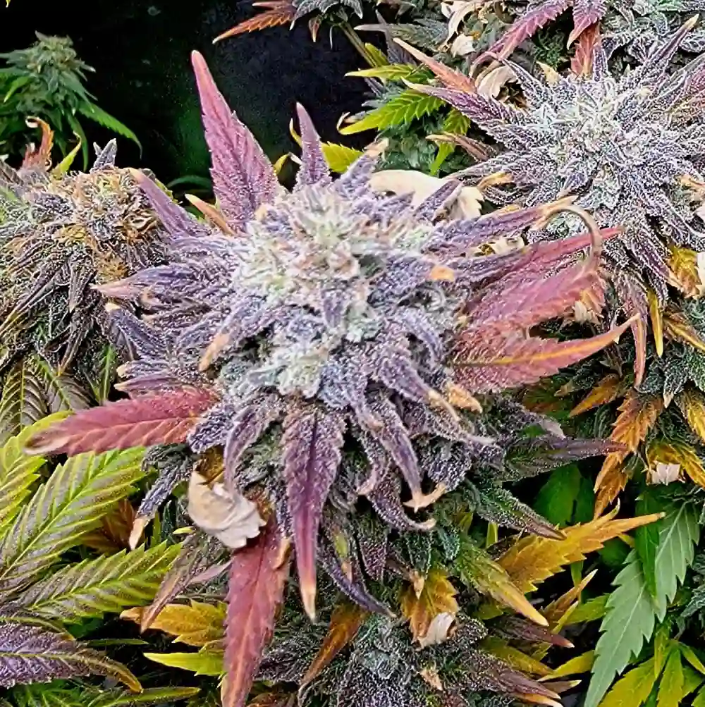 How to Grow Kosher Kush Strain