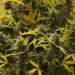 How to Grow Lavender OG Strain