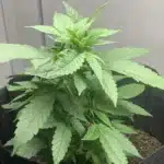 How to Grow Mango Kush