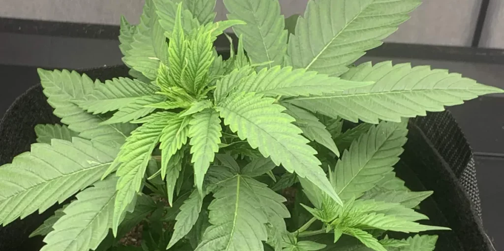 How to Grow Mango Kush Strain