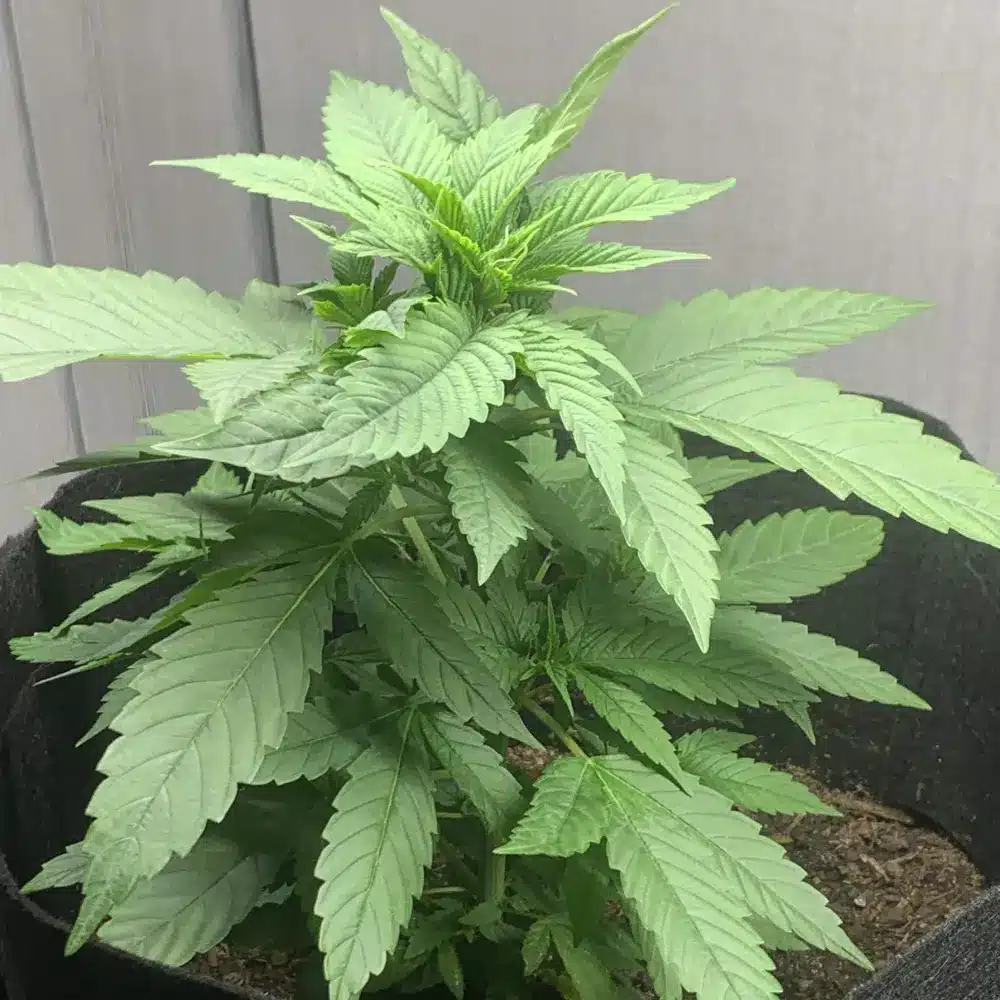 How to Grow Mango Kush