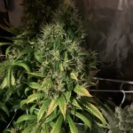 How to Grow Mango OG Strain