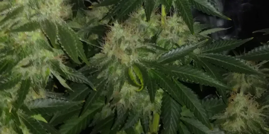 How to Grow Master Kush Strain