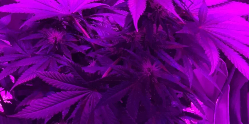 Three stages of Pink Plant cannabis growth: seedling in pink pot, flowering plant, and mature pink-flowered cannabis.