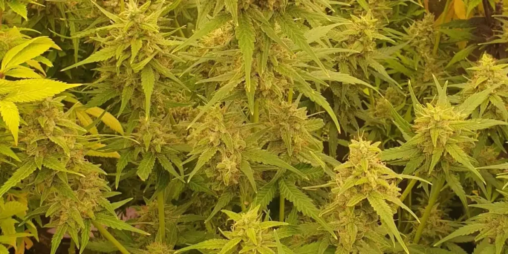 How to Grow Purple Haze Autoflower