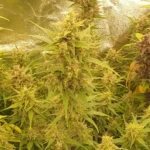 How to Grow Purple Haze Autoflower Strain