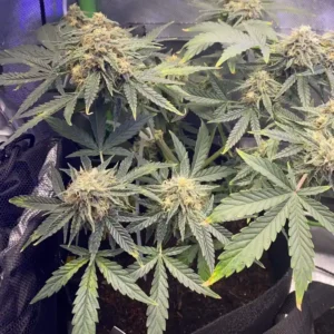 How to Grow Purple Kush Strain