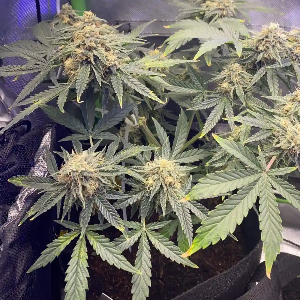 How to Grow Purple Kush Strain