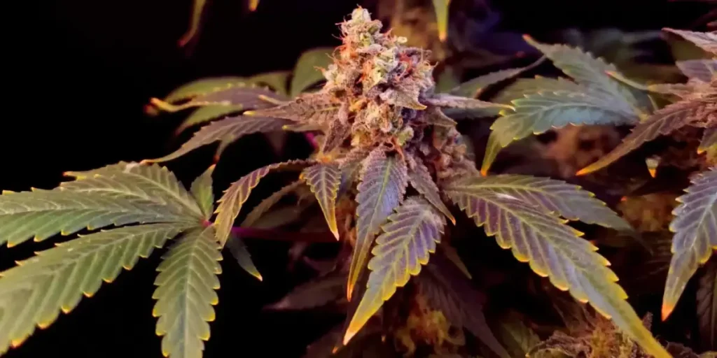 Healthy young indoor cannabis plants growing in budget soil pots under artificial lighting.