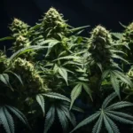 Indoor cannabis plants with dense buds, illustrating ideal hydration levels for optimal growth and freshness.