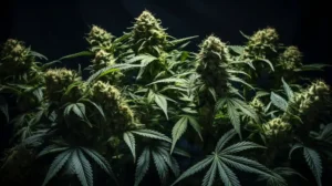 Indoor cannabis plants with dense buds, illustrating ideal hydration levels for optimal growth and freshness.