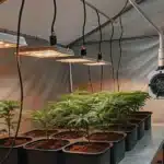 Hyper-realistic indoor cannabis grow room setup: young plants in pots on a table under multiple bright overhead grow lights, with ventilation fan.