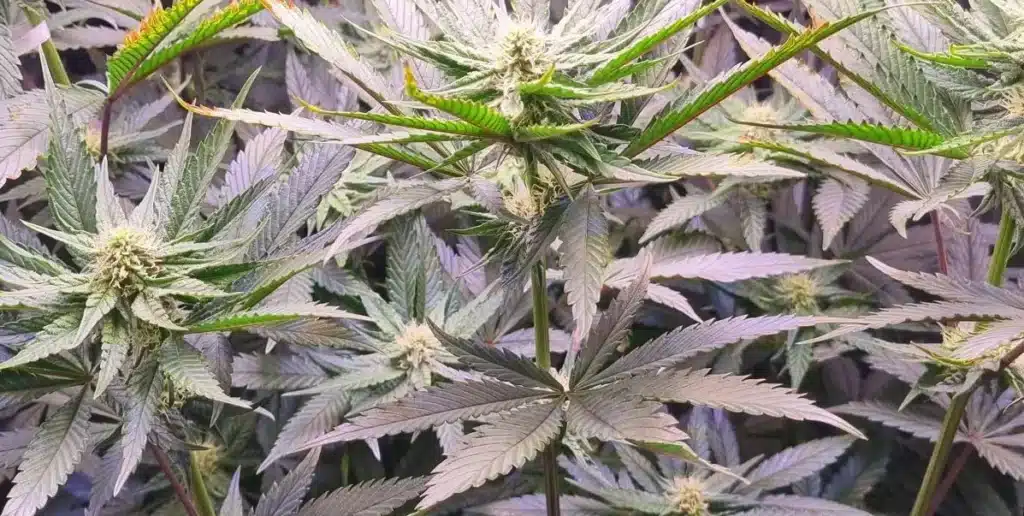 An indoor cultivation room showcasing Grand Daddy Purple Fast Version cannabis plants under bright LED lighting, with vibrant purple hues and dense, frosty buds.