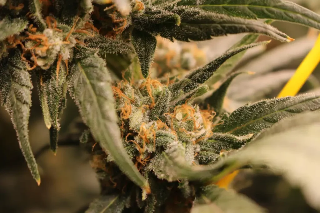 Close-up of LA Confidential cannabis strain showing frosty trichomes and vibrant orange pistils on lush green leaves.